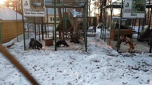 Чернобурки умнее лис, а песец просто песец(3) смотреть онлайн