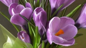 Крокусы в горшках.Как ухаживать?