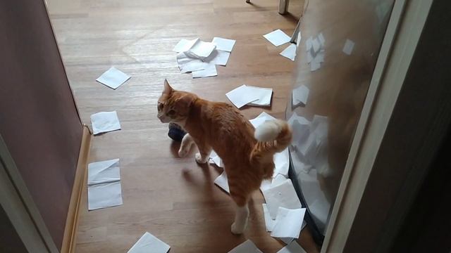 ШОК!! КОТЫ СОШЛИ с УМА! РАЗГРОМ КВАРТИРЫ! ЖЕСТЬ!