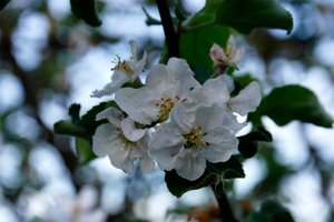 Плыл по городу запах сирени!