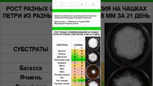 2. выбор зерна для мицелия ежовика гребенчатого.