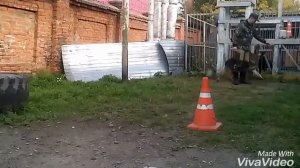 Высыл собаки вперед. Урок 1