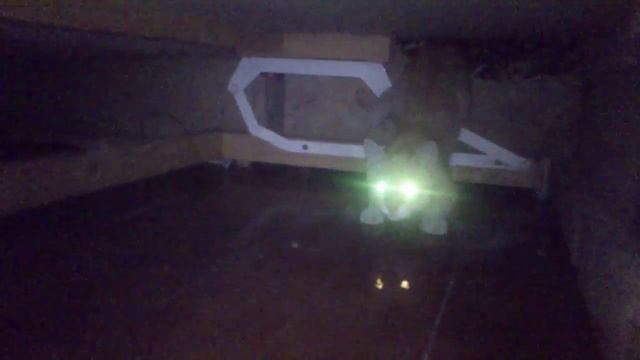 У кошки светятся глаза смотреть онлайн