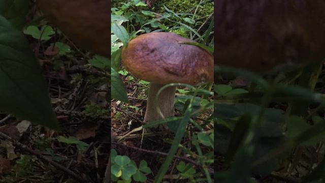 Белых грибов всё больше. Август 2024 смотреть онлайн