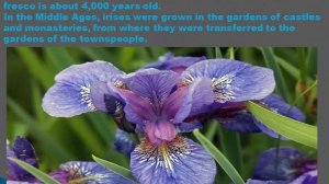 Красная Книга Забайкалья