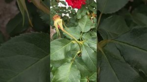 Роза Jubile du Prince de Monaco (Юбилей Санкт Петербурга)