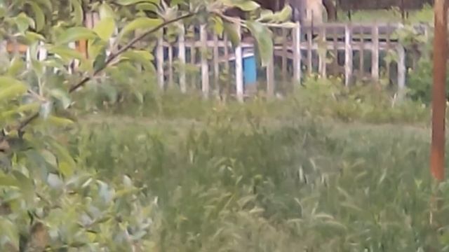 Дача ) смотреть онлайн