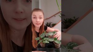 Антуриум Сильвер Блаш после пересадки / Во что посадить? /  Мой рецепт грунта