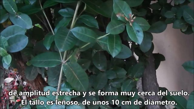 Vivoteca 48 Geranio de la Jungla Ixora coccinea смотреть онлайн