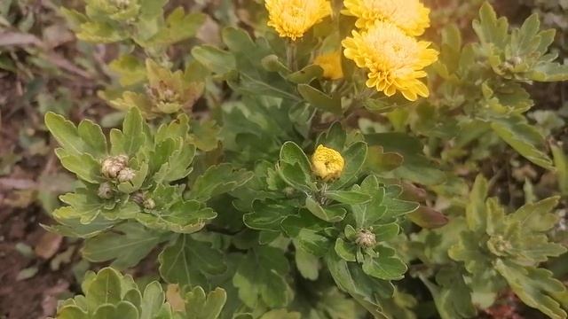 Обзор корейской хризантемы, сорт Хеоли Мишель, сезон 2022 смотреть онлайн