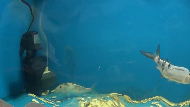 Всё для пруда от рыб, растений, до лечения и обслуживания. Волоколамск, Овражная, 2 смотреть онлайн