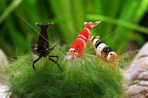 Как закрепить растения в аквариуме! Крепление аквариумных растений, мхов к корягам, камням!