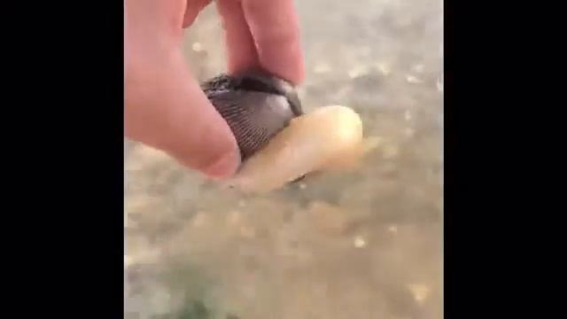 Нашли странную ракушку на море . смотреть онлайн