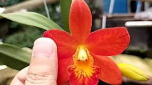 Cattleya Potinara Golden Orange 'Golden Boy'