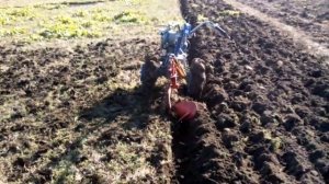 Мотоблок Моторсич МБ-4,05 , вспашка плугом ПН-2 .