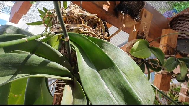 Phalaenopsis gigante смотреть онлайн