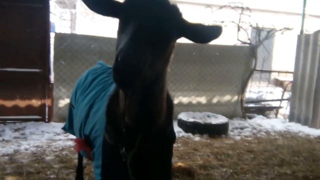 ПОПОНА ДЛЯ КОЗ срочно!!! смотреть онлайн