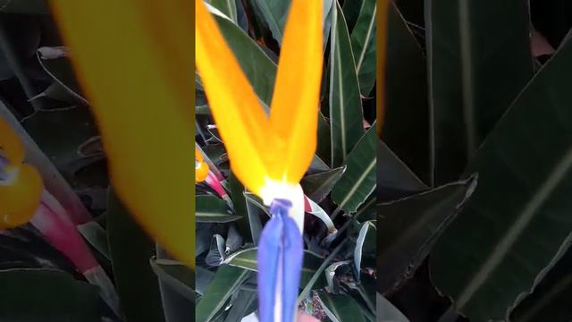 FLOR AVE DEL PARAISO - Bird of Paradise Flower