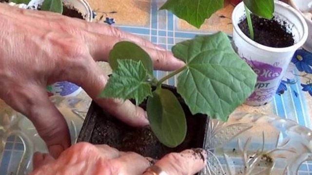 Рассада огурцов вытянулась что делать смотреть онлайн