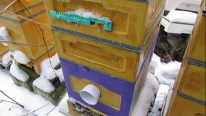 объединение пчел в ноябре при минус 3 на улице, в одной семье нет матки