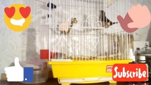 ❤️Пение японского амадина Ричи. Минутка умиротворения❤️