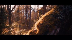 Blackmagic Pocket Cinema Camera 4k best Film look, Braw to Arri Alexa Log. Nature film