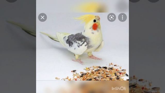 Какие овощи и фрукты можно давать корелле? смотреть онлайн