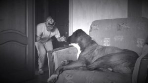 Пранк-чудовище vs собака /Prank Monster vs dog