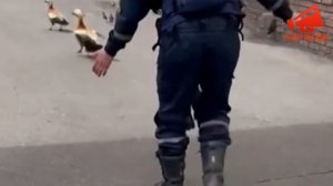 Спасатели «Спас Резерв» вытащили утят из ливневого стока в Москве
