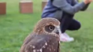 Домашние животные. Удивительные Совы!