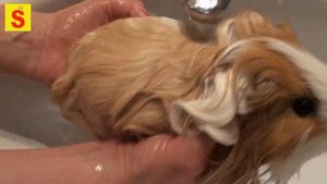 Морская свинка длинношерстная. Купание и сушка феном.