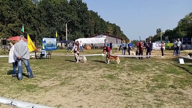 Выставка собак Одесса-octoberdog 11.10.2020 Болеро-ККУ сравнение с сукой наш ВОВ