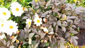 Георгины карликовые обзор 15. 08.2020.