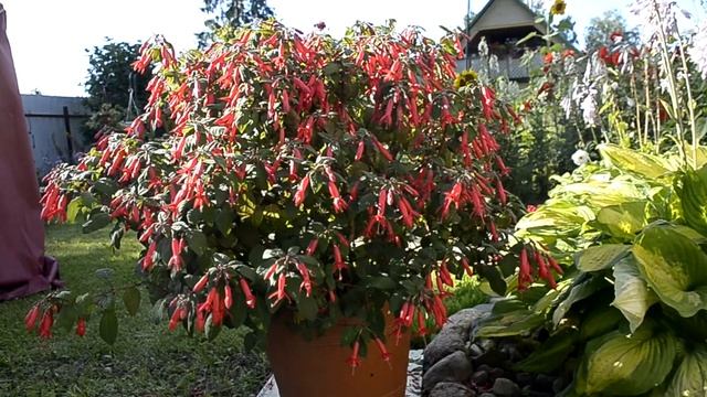 Фуксия Leverkusen. Видеопортрет сорта смотреть онлайн