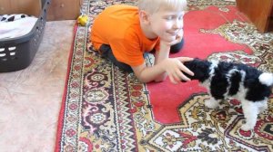 щенок пуделя арлекина 1 месяц