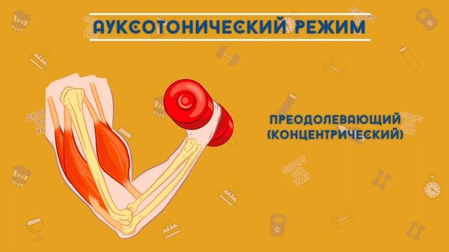 Мышцы: скелетные и гладкие! Энергообеспечение мышц! Функции мышц! Антагонисты, синергисты, агонисты