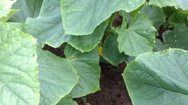 Пасынкование перцев,огурцов, помидор//Чтобы рассада была хорошей. смотреть онлайн