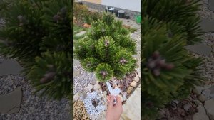 Сосна горная Якобсен на штамбе. pinus mugo Jakobsen. Садовый дневник. 25.10.23