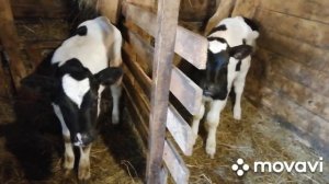 ГЛАВНОЕ ЧТОБЫ КРЫША НЕ УЕХАЛА!ПЕЧАЛЬНЫЕ НОВОСТИ НА ХОЗЯЙСТВЕ!ТАКОВА ЖИЗНЬ!