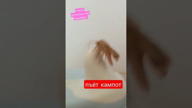 милашка❤️❤️❤️потом выпустим он уже научился летать история в комм