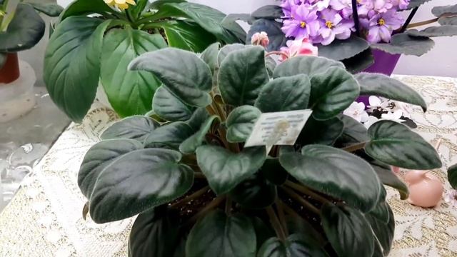 Фиалка Красный Тюльпан в виде трейлера, вас обязательно удивит. Напишите пожалуйста ваши впечатлени смотреть онлайн