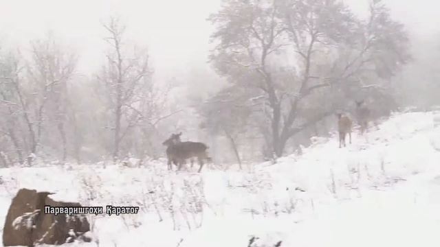 Пятнистый олень. хр 3 мин 15 сек. АСОЗОДА. Охуи Холдор. смотреть онлайн