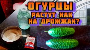 Уникальный эксперимент Будут ли огурцы в теплице расти как на дрожжах Дрожжи, подкормка для огурцов