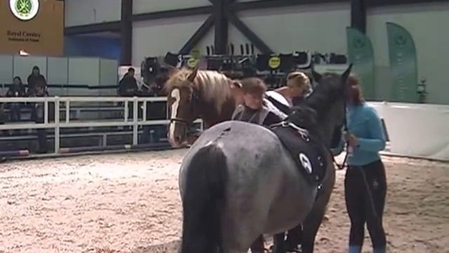 Мастер-класс. Иппотерапия. 2015-05-22 Россия, Санкт-Петербург