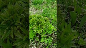 Пионы весной - подкормки, обработки, болезни и вредители