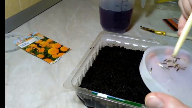 БАРХАТЦЫ.Сеем семена бархатцев на рассаду. Март-апр. 2017 смотреть онлайн