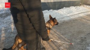 Инвалида по зрению не пустили в кафе с собакой-поводырем