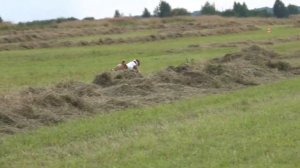 Басенджи АНГАВУ МАИША РУФАРО АДАННАЯ (К) и BOSKO BOKARI ESENIJA SANNI LAIT (Б). ЧРКФ Ярославль 2020