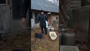 КАК ПРАВИЛЬНО ЗАПАРИВАТЬ ВЕНИКИ В БАНЮ/ КОГДА ВЯЗАТЬ ВЕНИКИ/СУББОТА БАННЫЙ ДЕНЬ