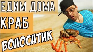 ЕДИМ ДОМА КРАБ ВОЛОСАТИК